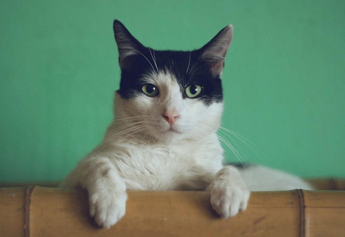 Gato observando o ambiente com atenção