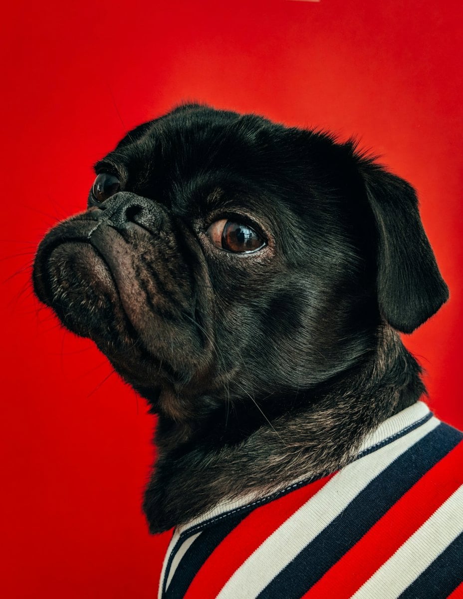Cachorro adulto saudável observando o tutor