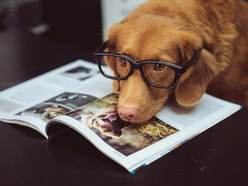 Cachorro de óculos olhando para uma revista aberta