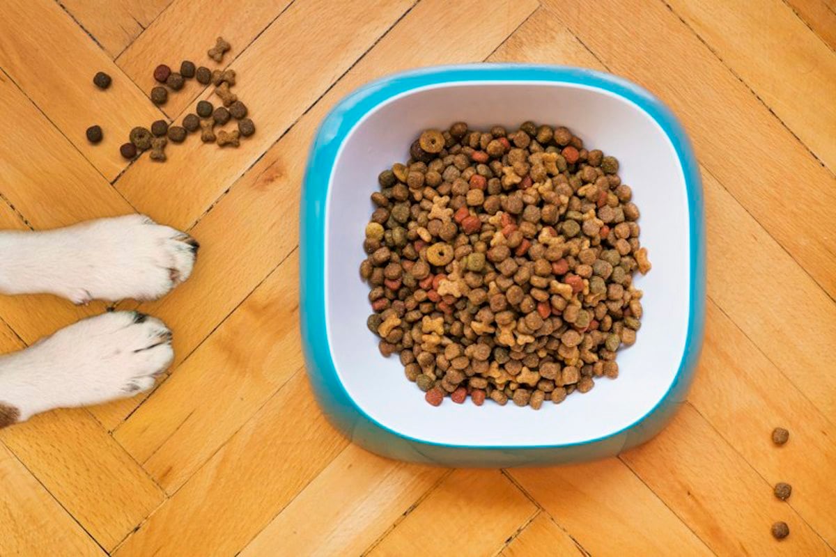 Tigela com ração seca sobre piso de madeira ao lado das patas de um cachorro