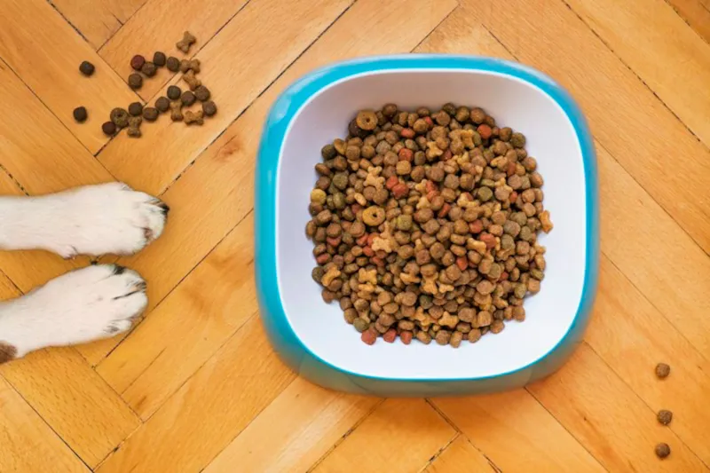 Tigela com ração seca sobre piso de madeira ao lado das patas de um cachorro