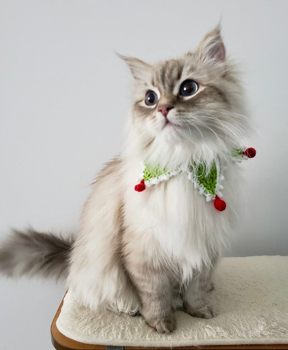 Gato de pelagem longa cinza e branca olhando para cima