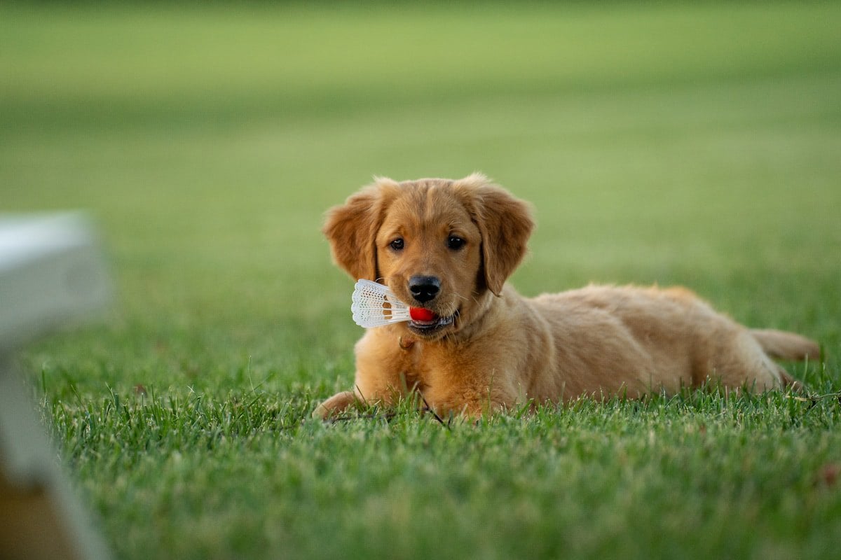 Cão deitado calmamente em ambiente doméstico