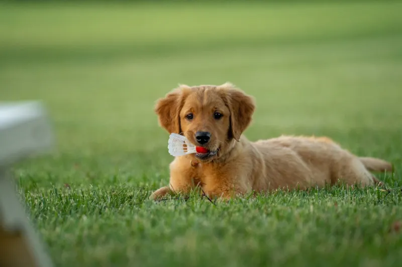 Cão deitado calmamente em ambiente doméstico