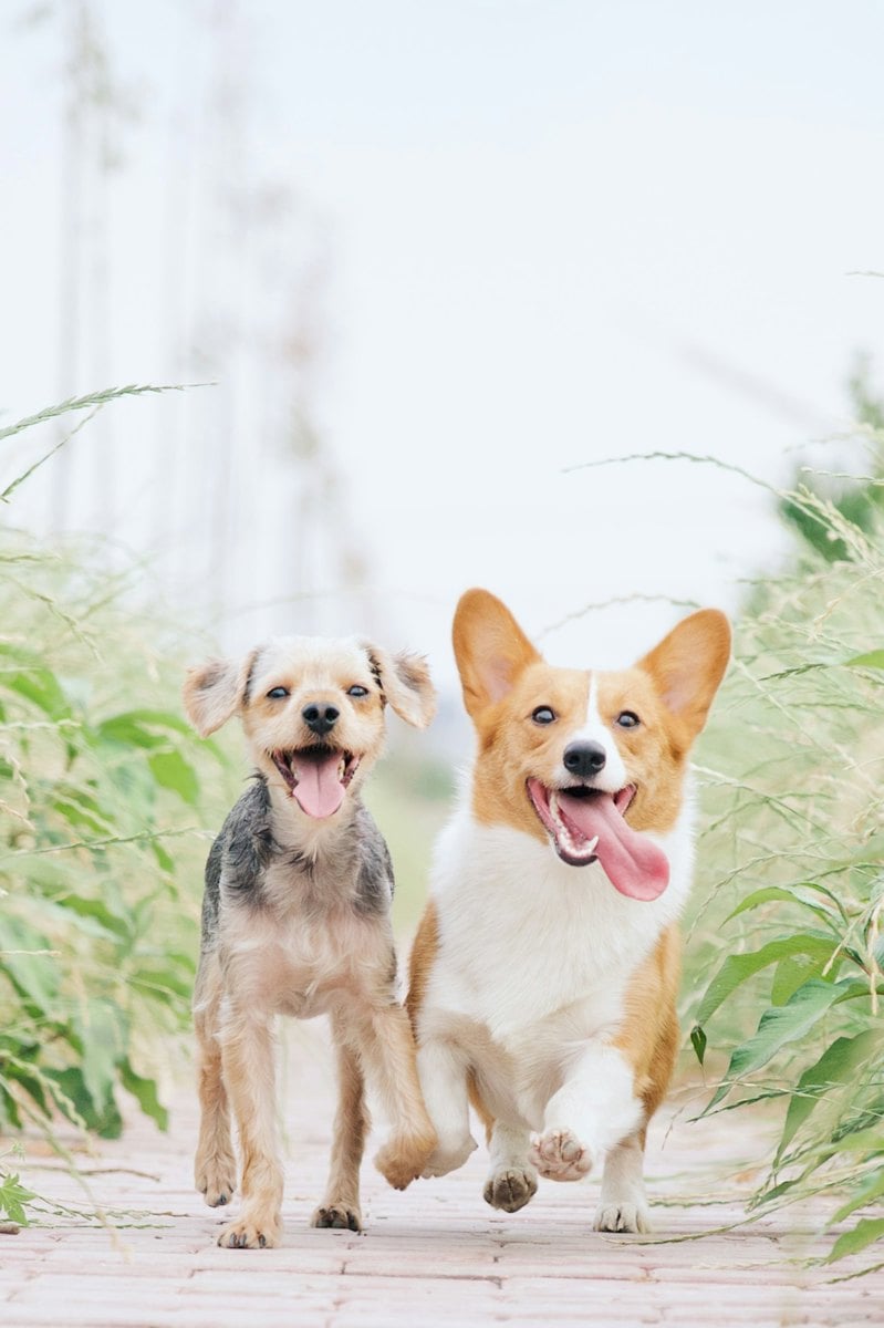 Cão de raça sendo examinado por médica veterinária