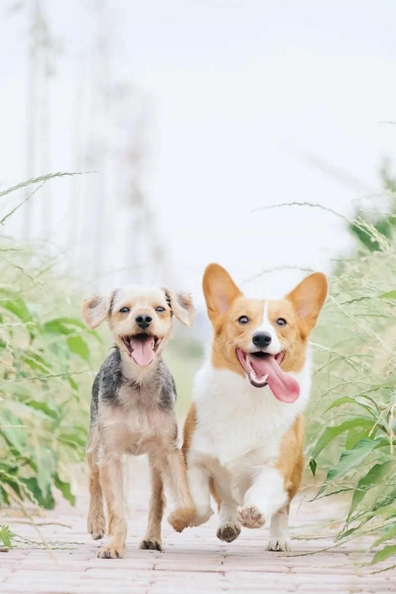 Cão de raça sendo examinado por médica veterinária
