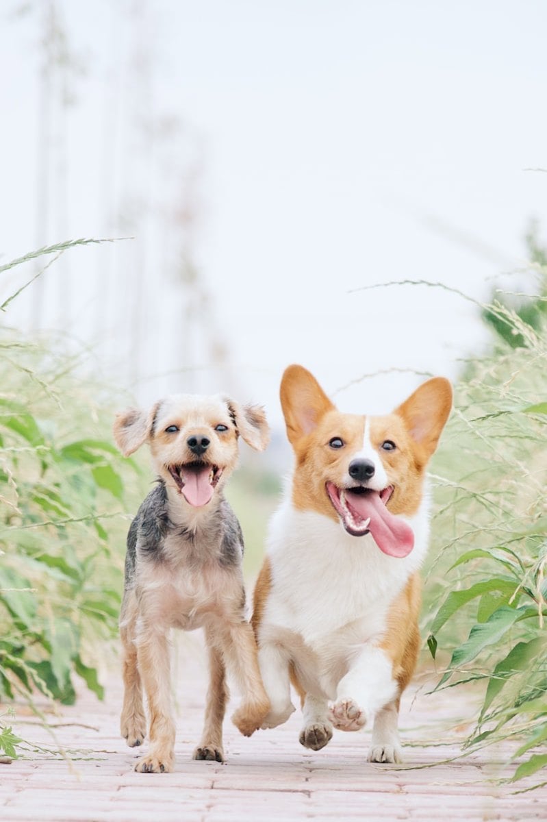 Cachorro feliz e saudável em ambiente doméstico com família