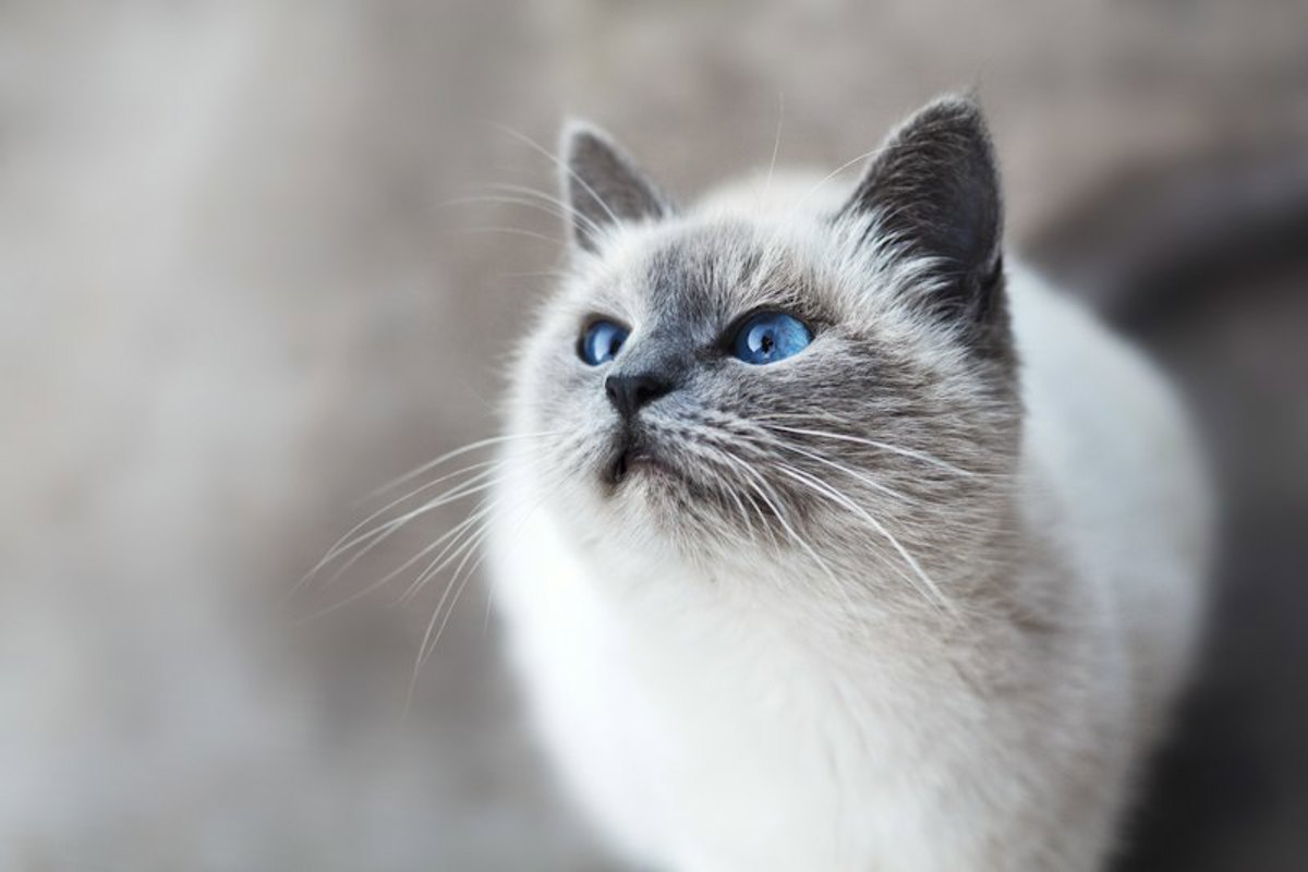 Gato branco de olhos azuis olhando para cima, mostrando postura atenta e alerta