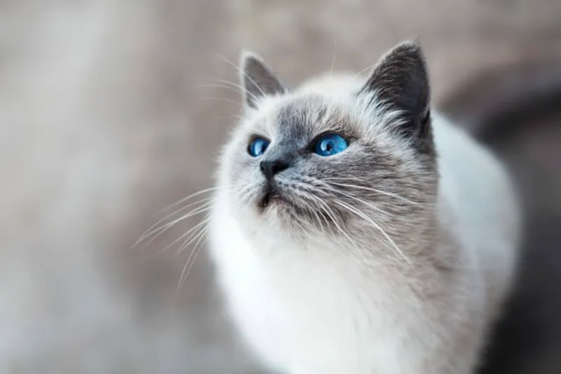 Gato branco de olhos azuis olhando para cima, mostrando postura atenta e alerta