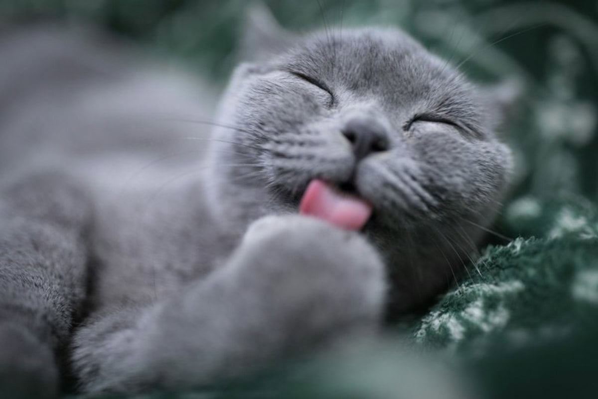 Gato de pelagem escura e acinzentada relaxado, com os olhos fechados