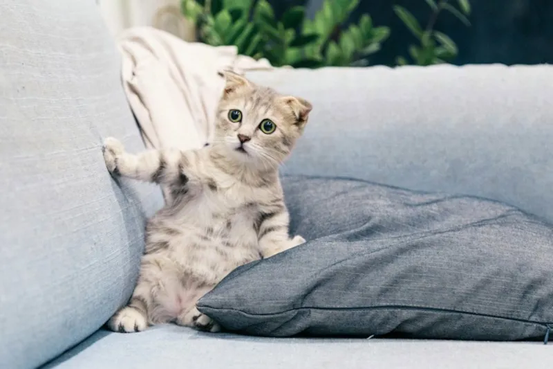 Filhote de gato sentado em um sofá cinza