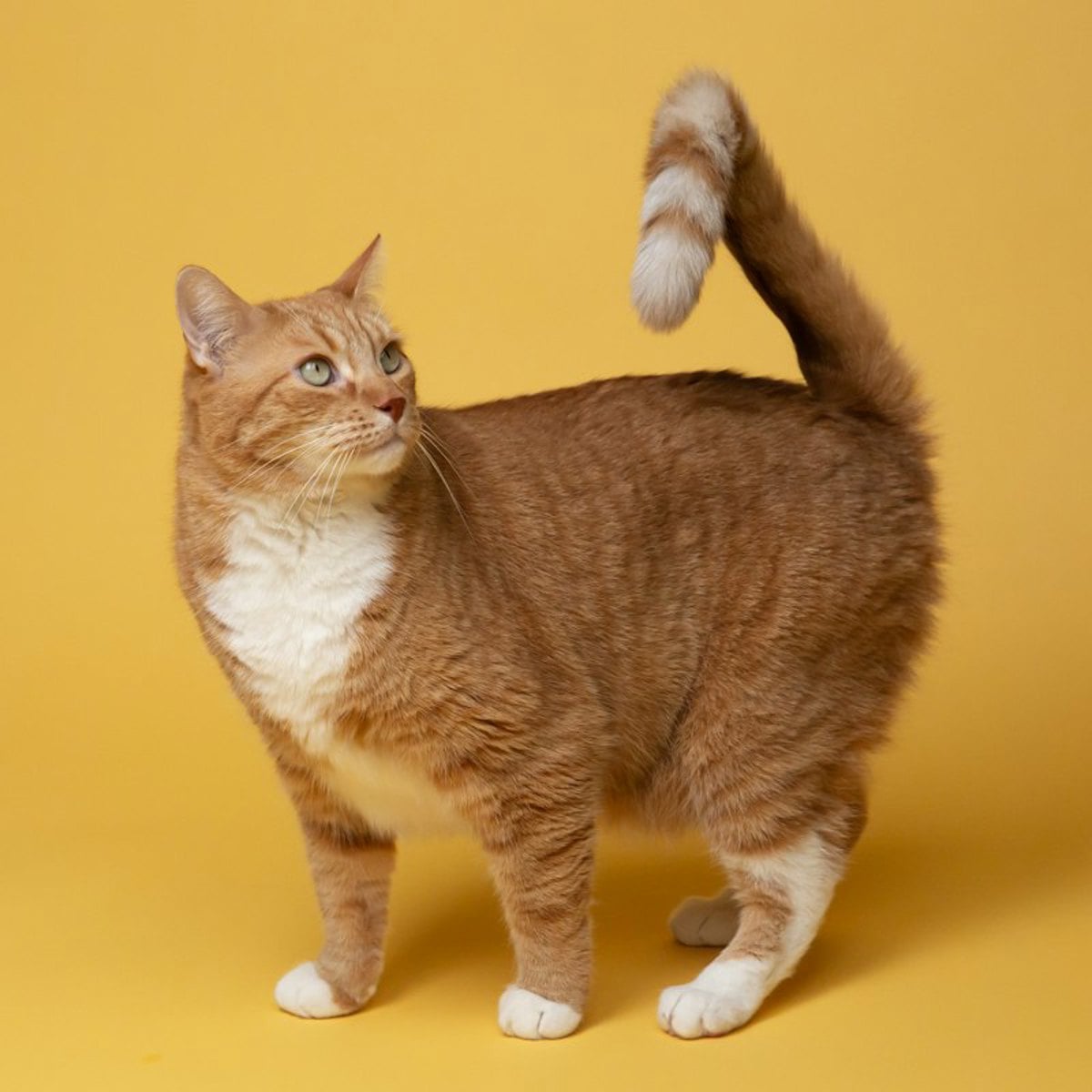Gato laranja em pé sobre fundo amarelo, olhando para o lado