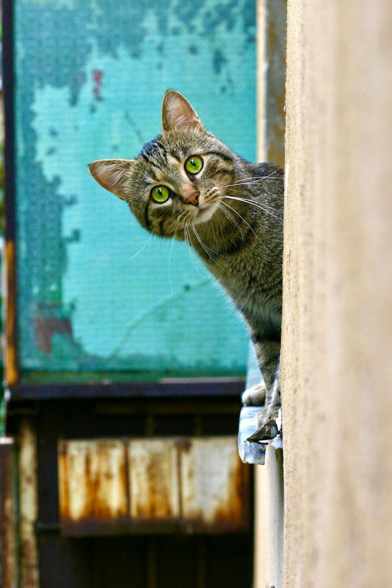 Gato espiando de trás de uma parede, com expressão curiosa