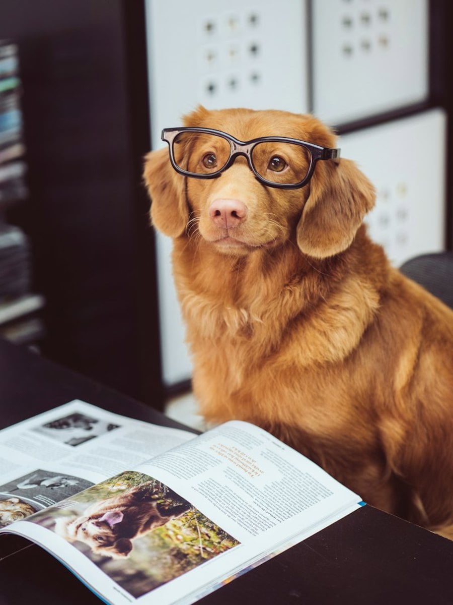 Cão com óculos ao lado de uma revista aberta, simbolizando estudo e informação