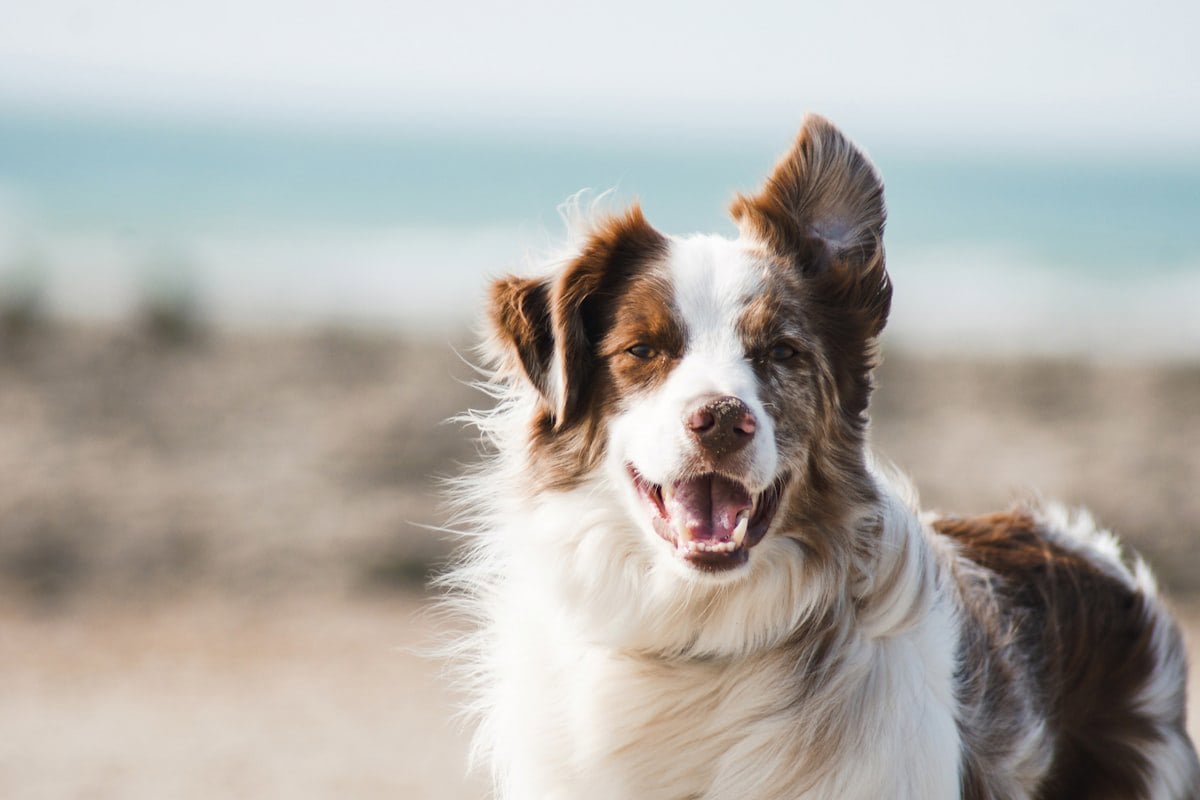 Veterinário examinando o quadril de um cão em consultório