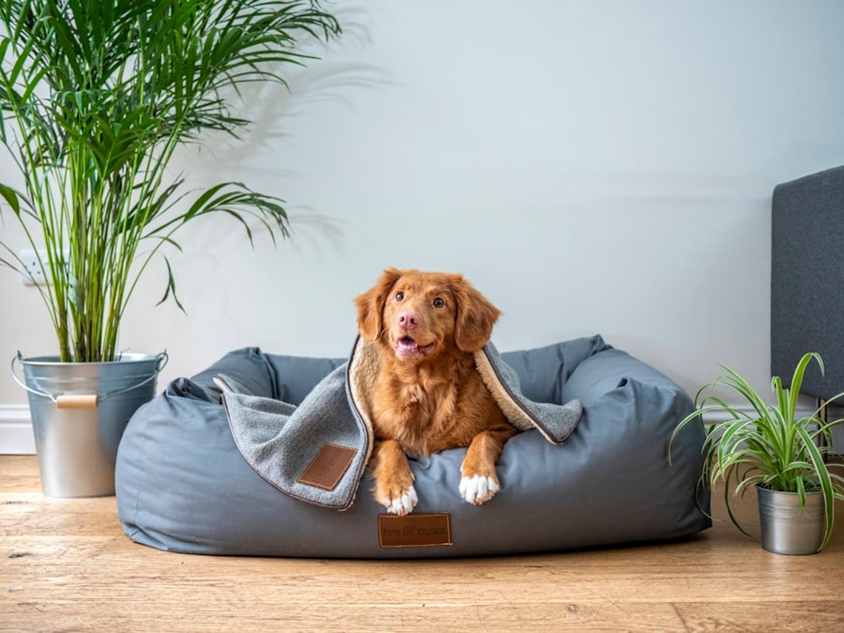 Tutora aplicando antiparasitário em cão