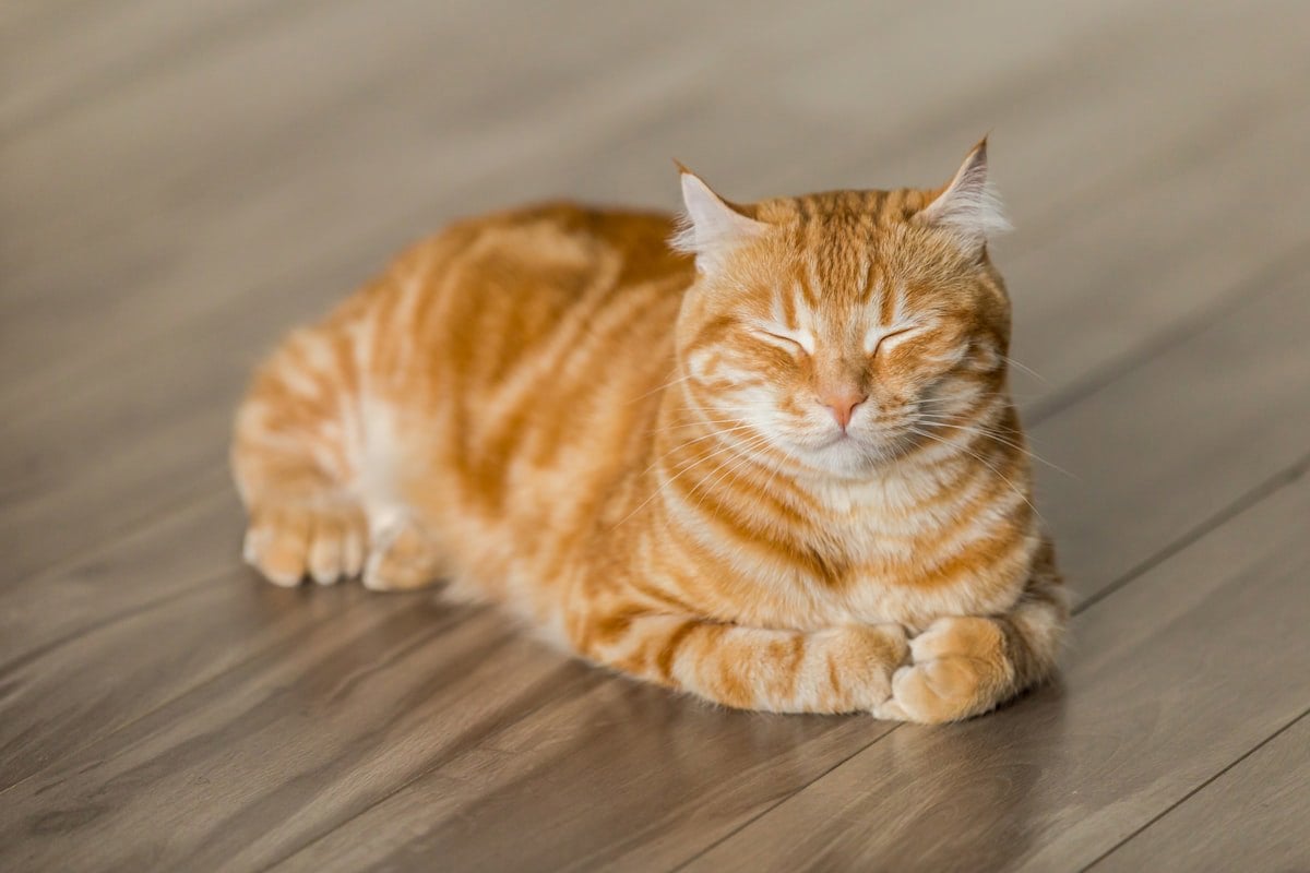 Gato idoso de pelagem cinza descansando tranquilo em ambiente doméstico