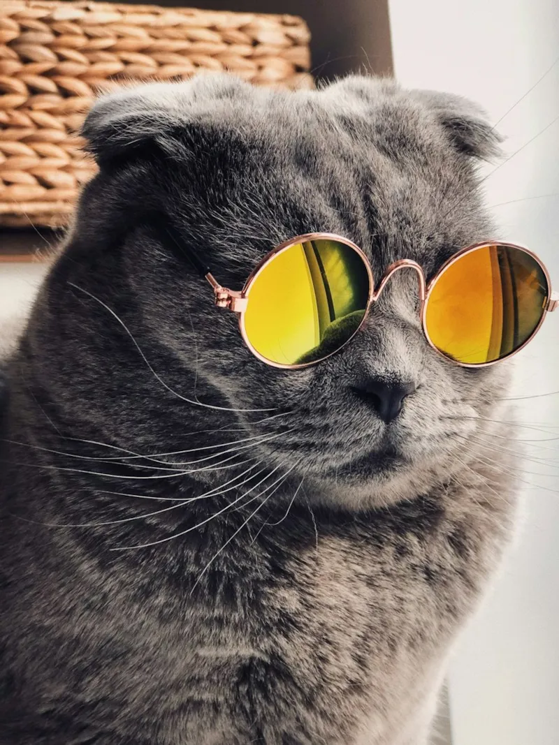 Gato independente observando de longe, demonstrando preferência por espaço próprio