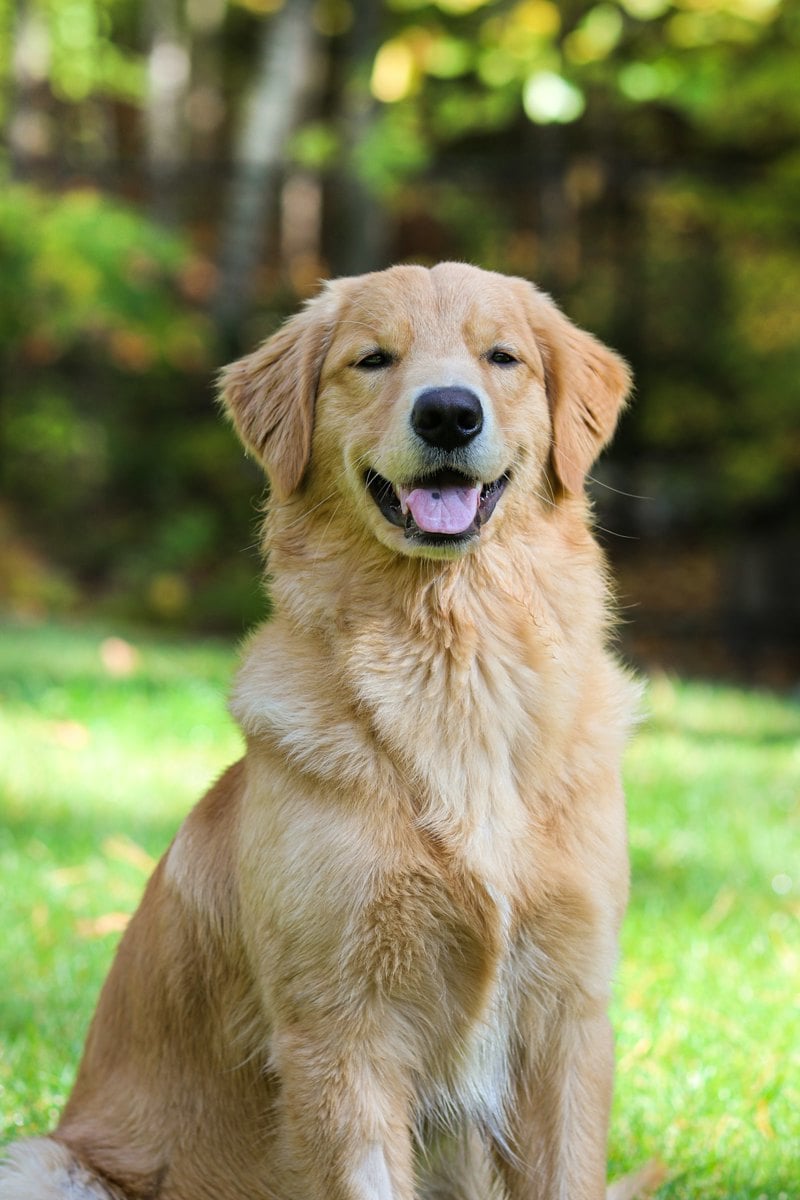 Cachorro adulto deitado calmamente dentro de casa perto do tutor