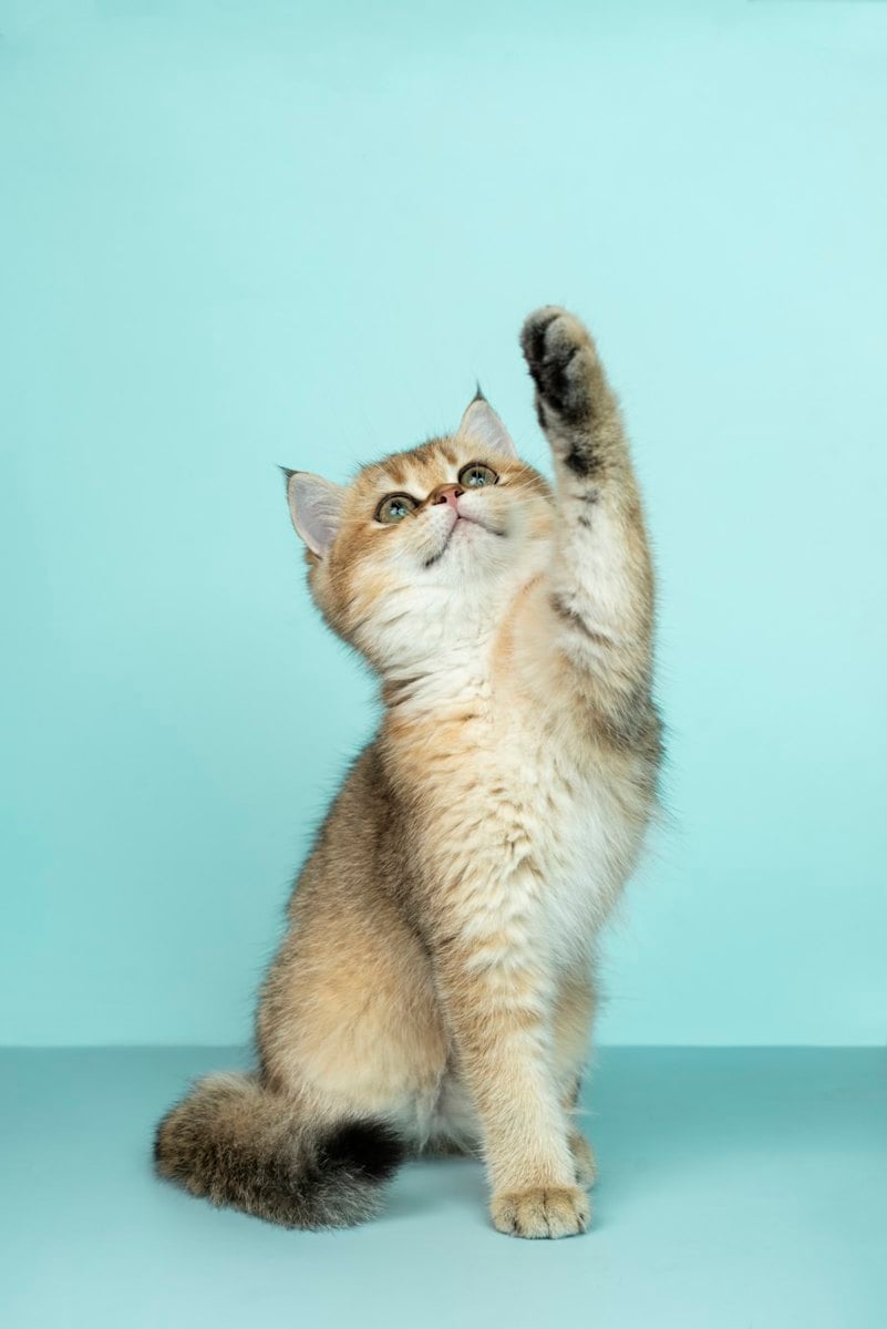 Gato brincando ativamente — estimulo predatorio essencial