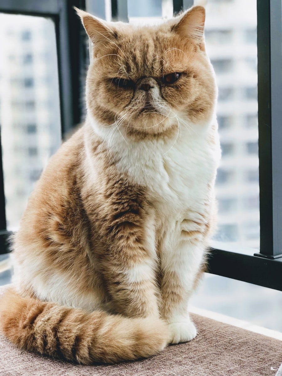 Gato olhando atentamente para tigela de comida na cozinha