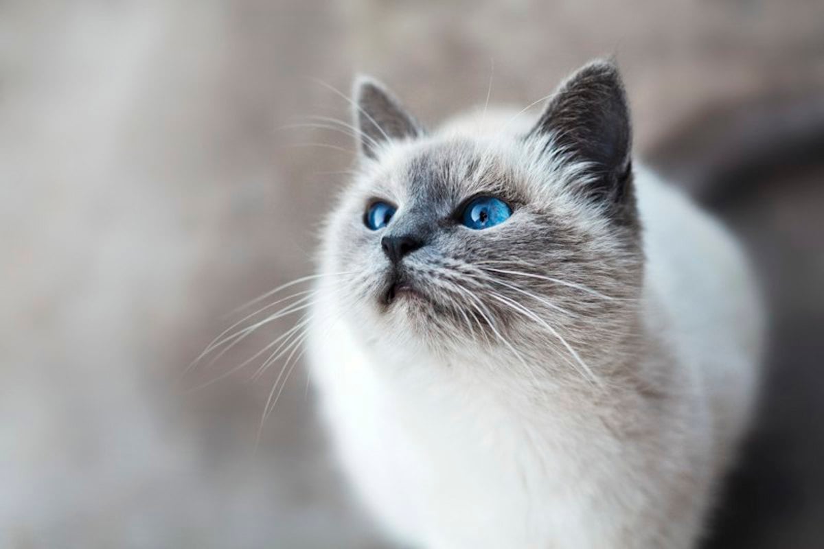 Gato branco de pelo longo olhando para cima