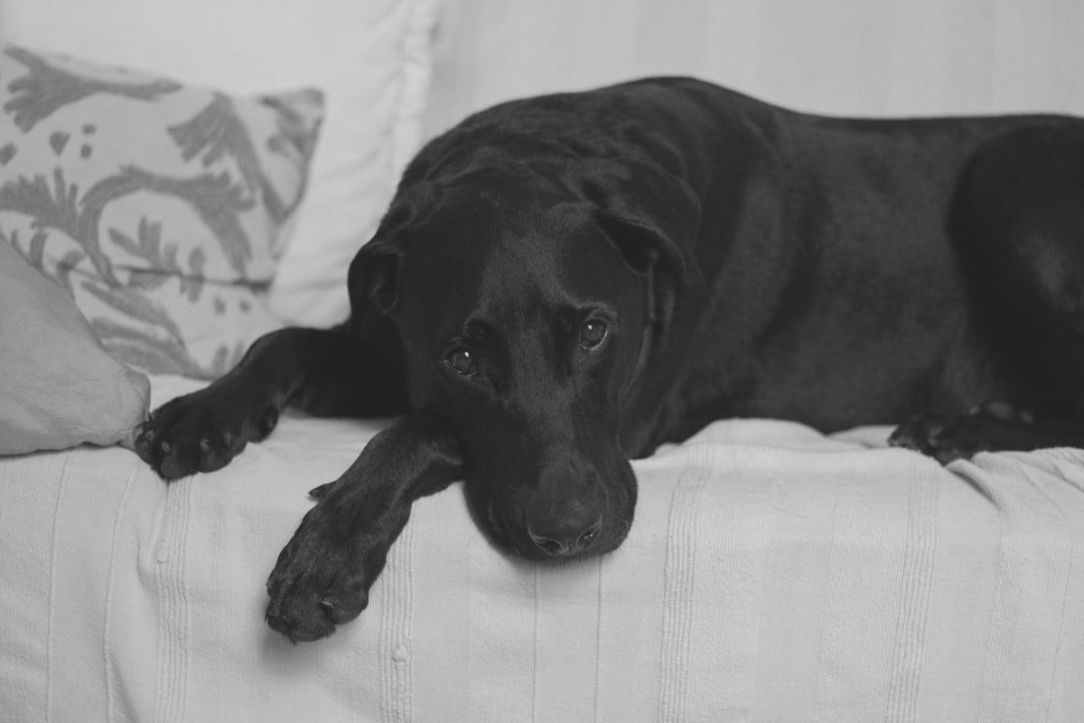 Cachorro deitado sozinho em um sofa