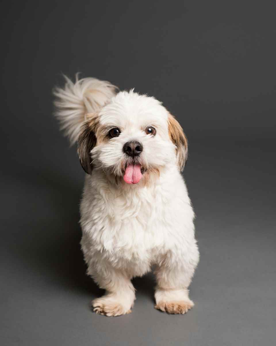 Cão da raça Shih Tzu