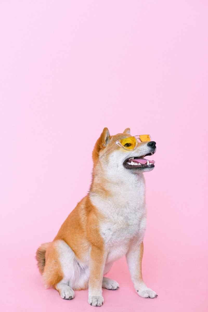 Cão da raça Chihuahua
