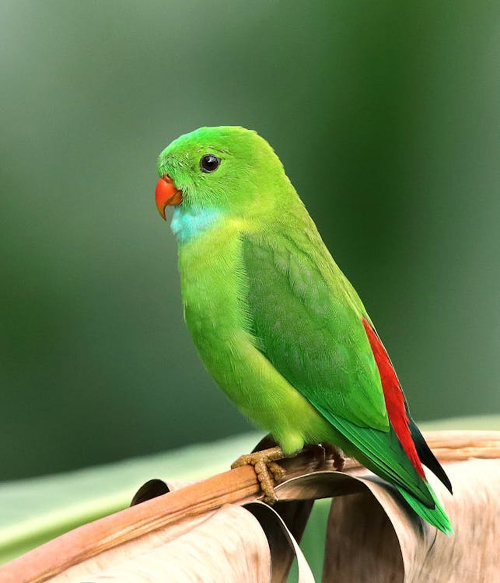 Papagaio colorido de plumagem vibrante - nutricao de aves domesticas