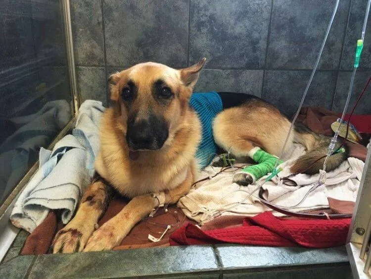 Cachorro salva menina de ataque de cobra cascavel na Flórida | Foto 2