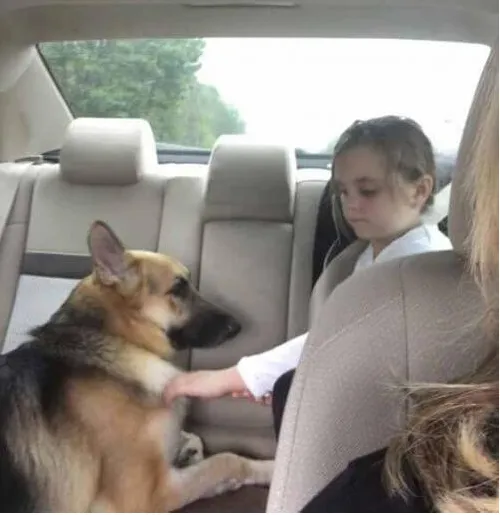Cachorro salva menina de ataque de cobra cascavel na Flórida | Foto 1