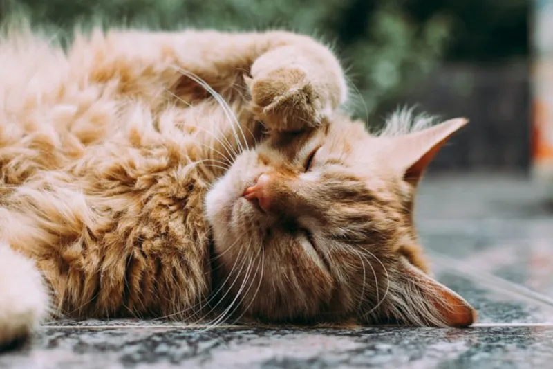 Gato laranja descansando tranquilo, simbolizando a recuperação de um animal resgatado