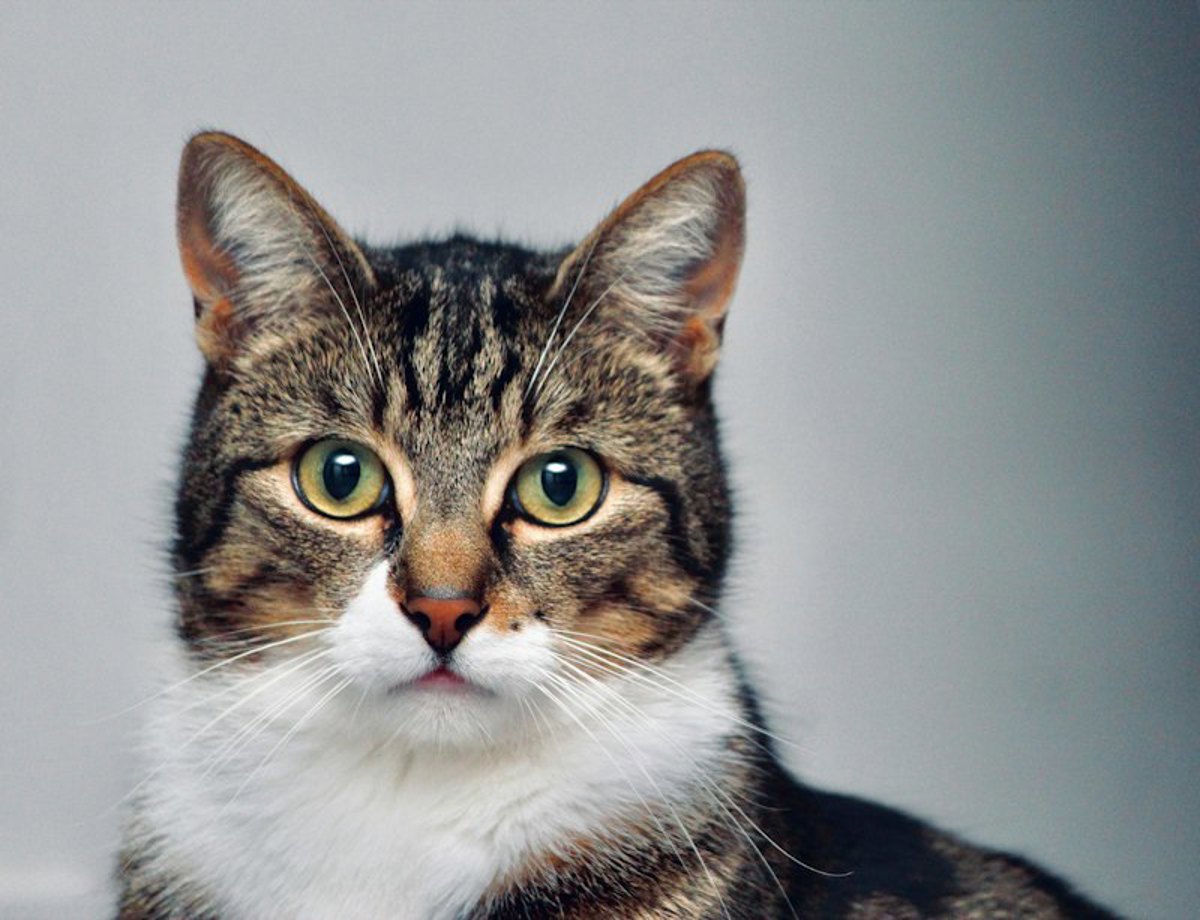 Gato de olhos verdes em retrato, esperando um lar definitivo