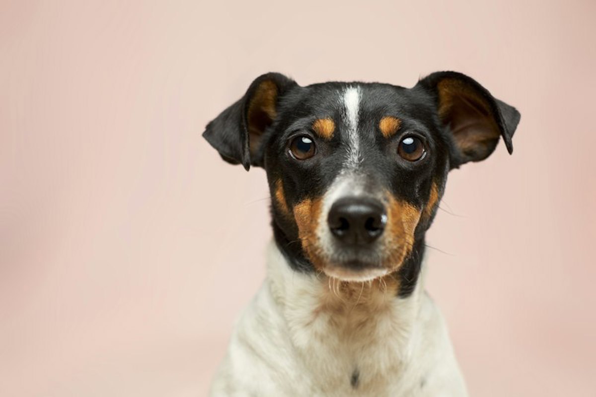 Cachorro de olhar atento diante de fundo rosa, aguardando adoção