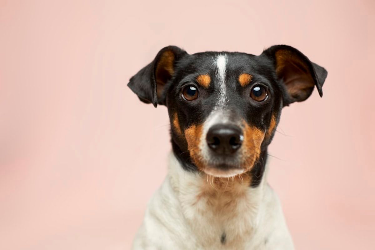 Cachorro deitado em postura relaxada, com o corpo solto e a expressão tranquila