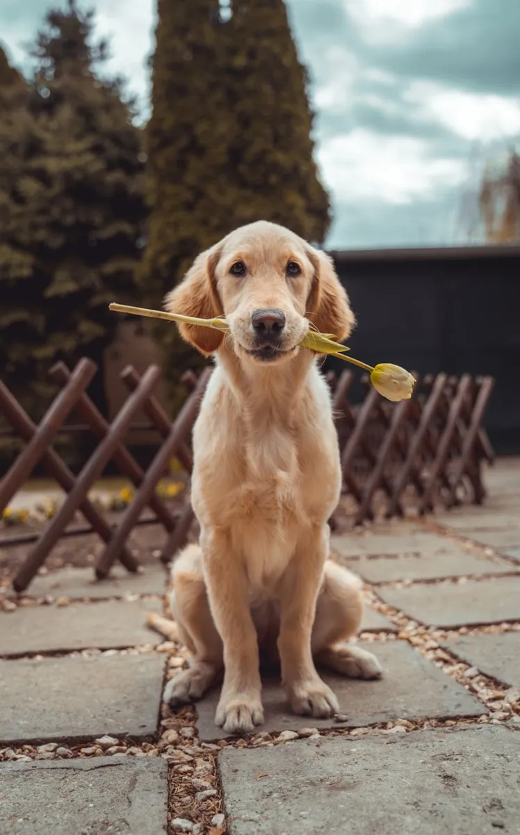 Cachorro bocejando ao ar livre, um dos sinais de calma descritos na literatura sobre comportamento canino