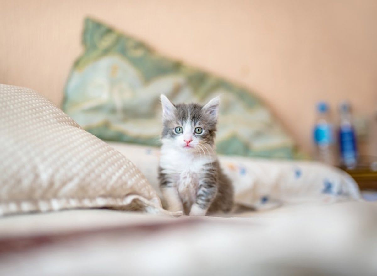 Close no rosto de gato com orelhas em posição alerta