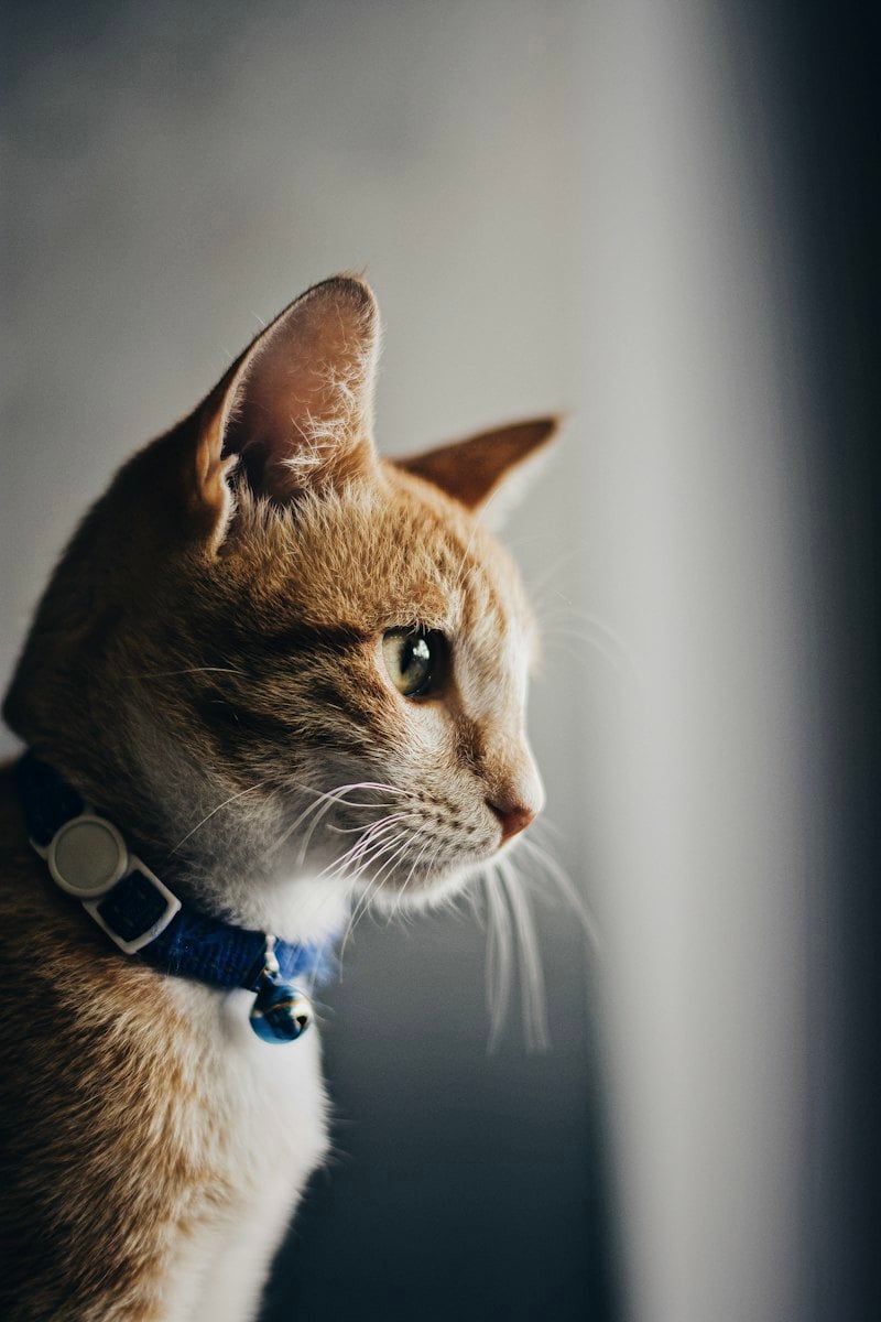 Gato de perfil usando coleira azul com identificação