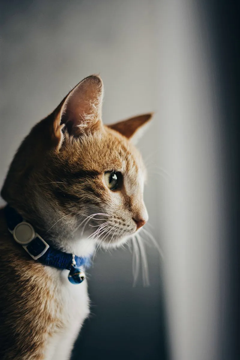 Gato de perfil usando coleira azul com identificação