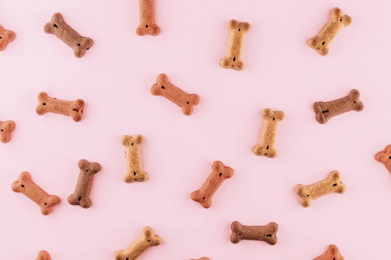 Cachorro de orelhas caídas coçando a orelha com a pata