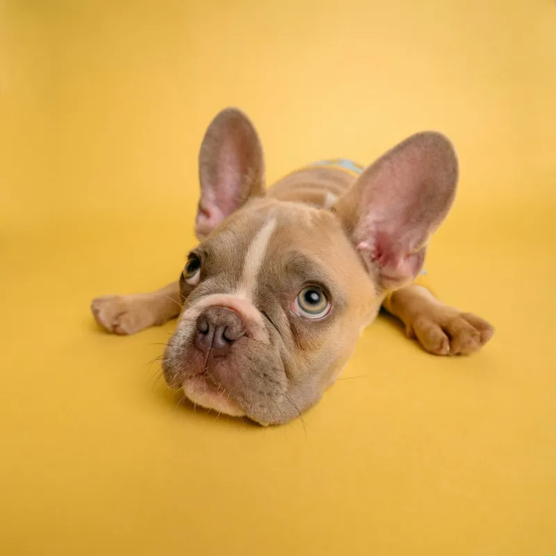 Veterinário examinando a orelha de um cachorro com otoscópio
