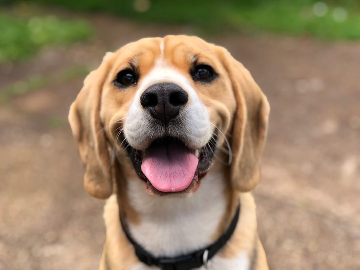 Criança interagindo com cachorro em sessão de terapia