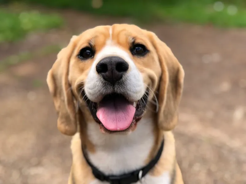 Criança interagindo com cachorro em sessão de terapia
