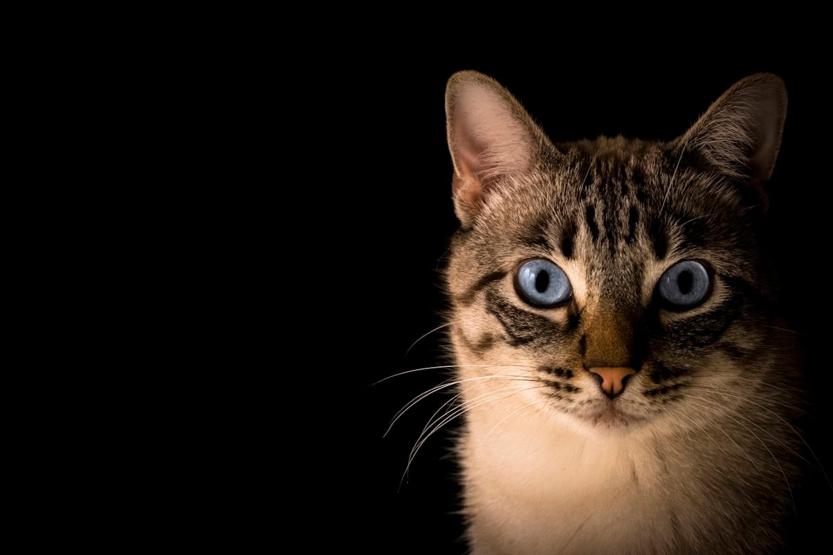 Pessoa segurando um gato no colo em ambiente doméstico tranquilo