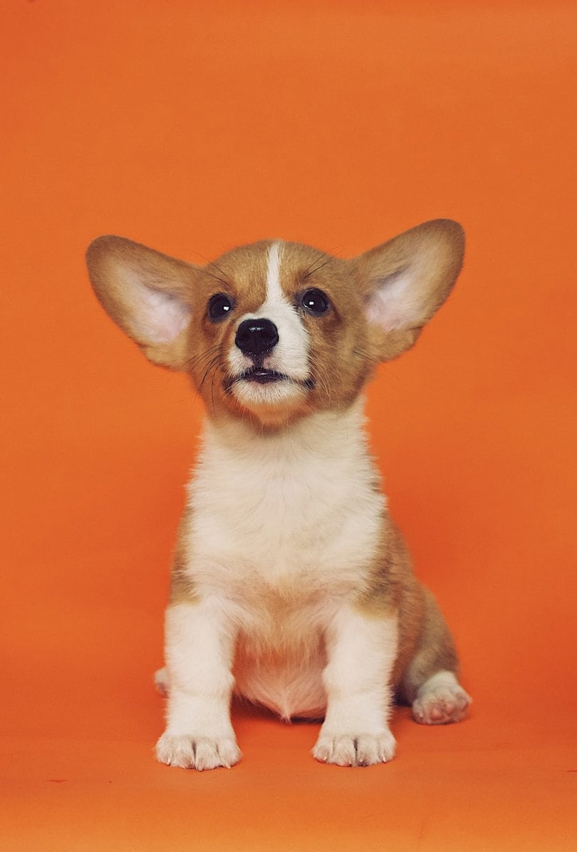 Cachorro com expressao curiosa e atenta olhando para a camera