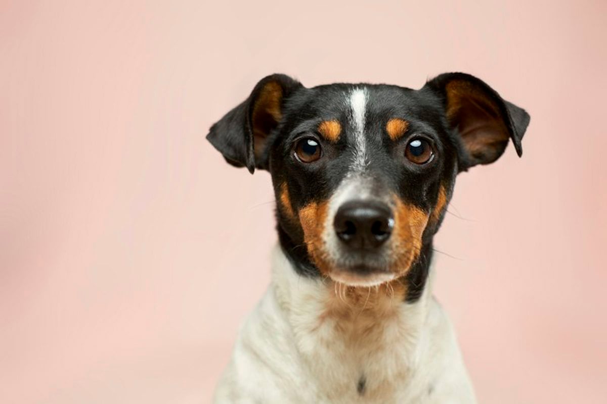 Cachorro de pelagem tricolor olhando para a câmera