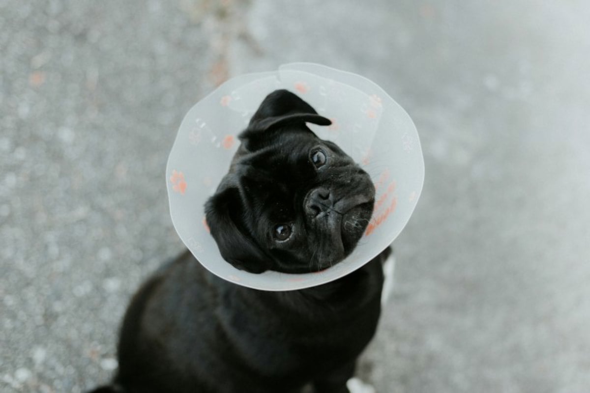 Cão preto da raça pug usando colar elizabetano