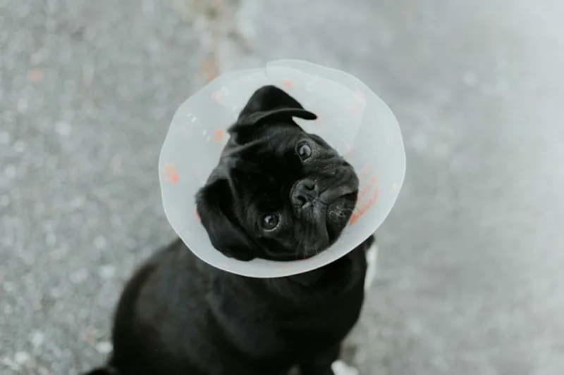 Cão preto da raça pug usando colar elizabetano