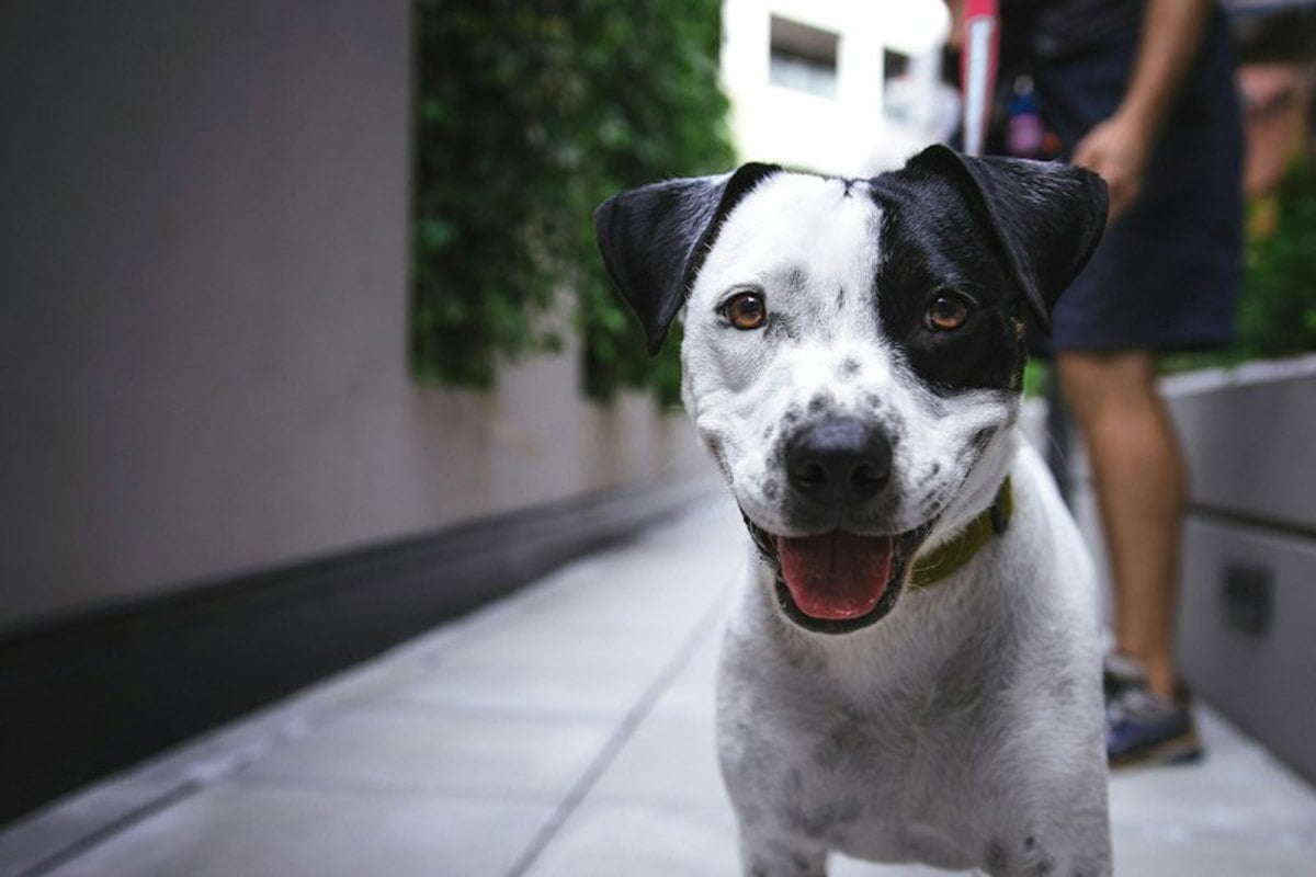 Cachorro branco e preto passeando de guia com o tutor na calçada
